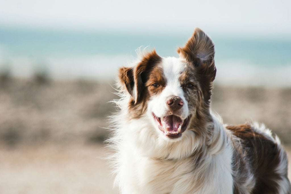 Make Your Companion a Champion: Dog Obedience For Beginners