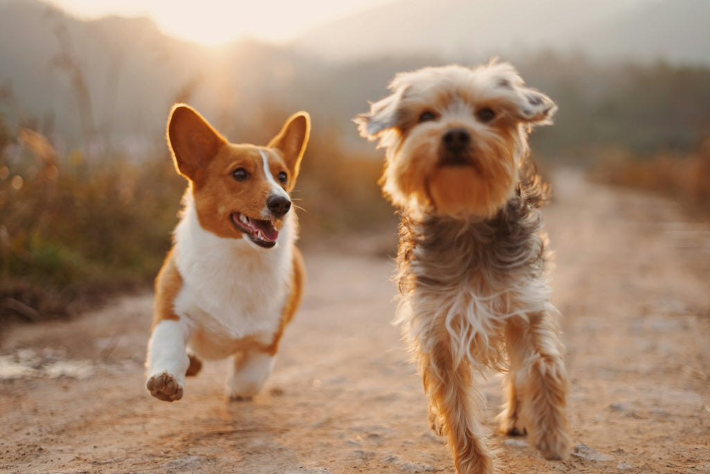 From Energetic to Protective: Unlocking the Full Spectrum of Dog Personalities