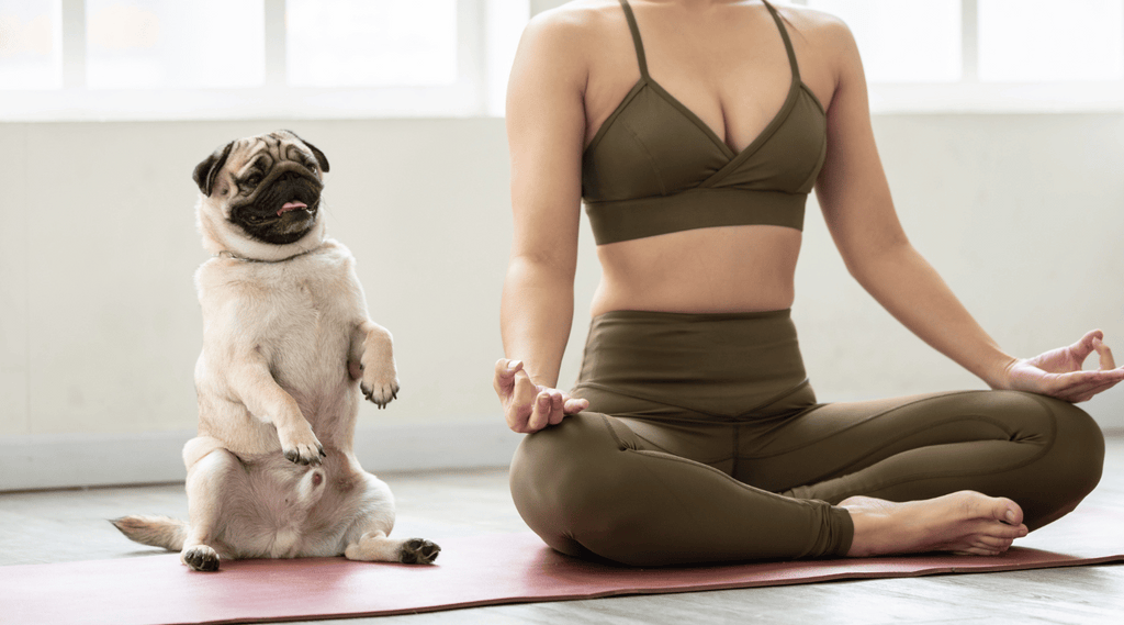Can Your Dog Be Your Exercise Partner? Here's How to Keep Your Canine in Great Shape