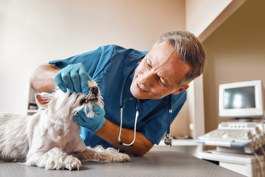 Is Your Dog at Risk? Understanding Canine Dental Disease