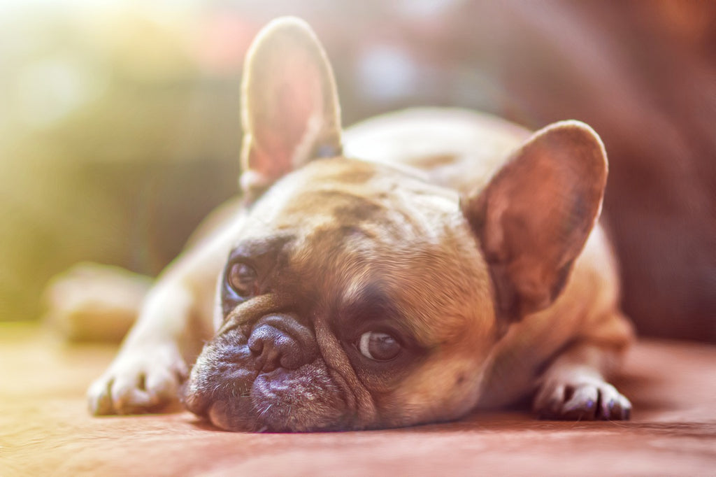 Allergies 101: Understanding the What, Why, and How for Your Dog