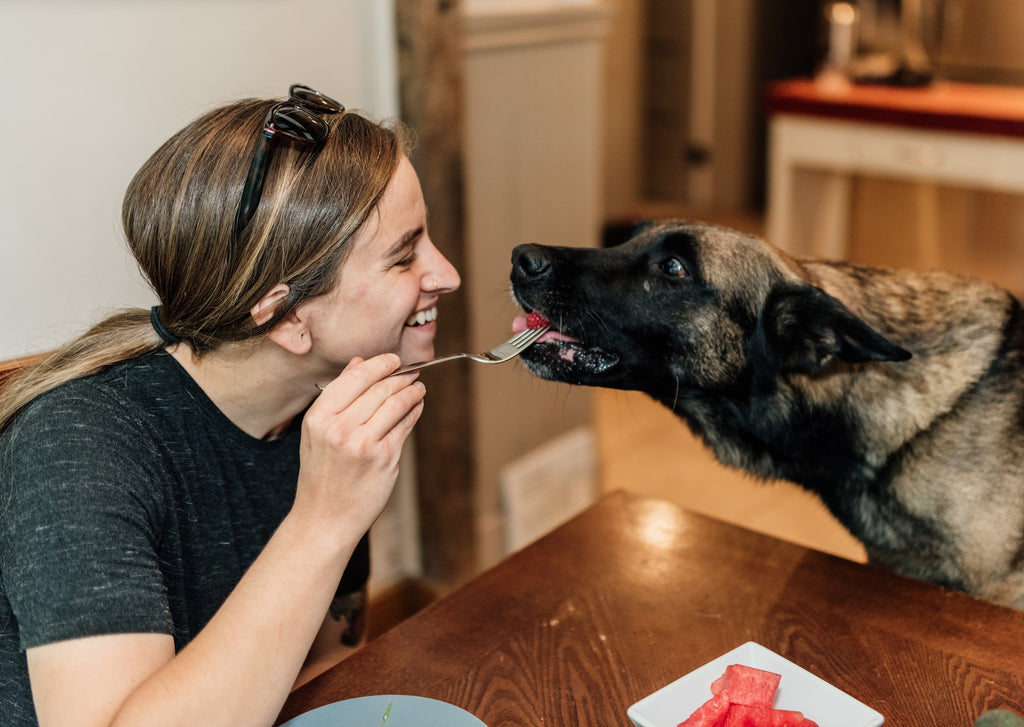 Dog Feeding Guide: How Many Calories Does Your Dog Really Need?