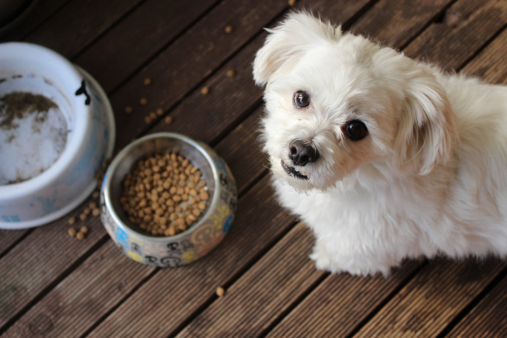 Grain-Free Dog Food: Is It Bad for Your Pup's Heart?