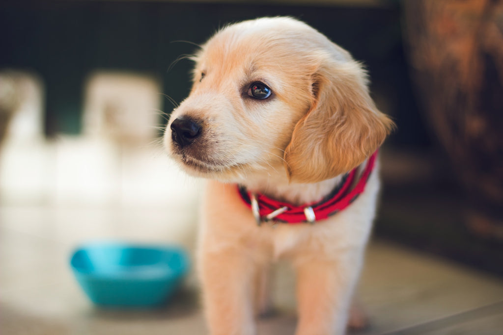 Puppy Parasites: What You Need to Know To Keep Your Furry Friend Safe