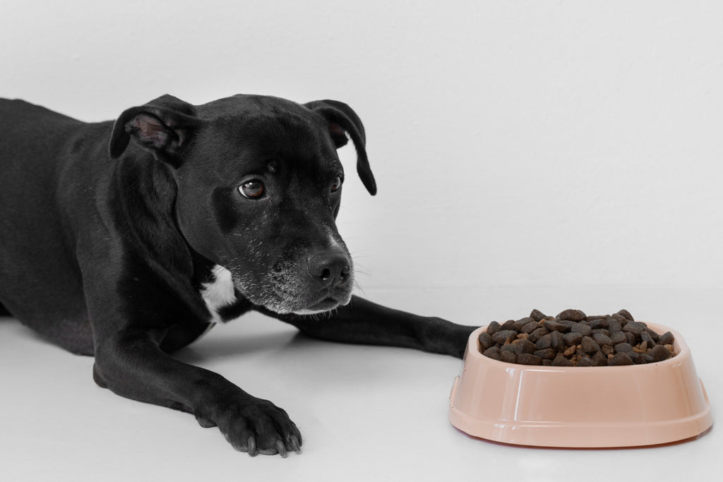 Tech Talk: Can Automatic Dog Feeders Really Maintain Balanced Meals?