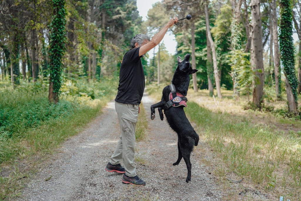 5 Easy Tricks You Can Teach Your Dog For Bragging Rights