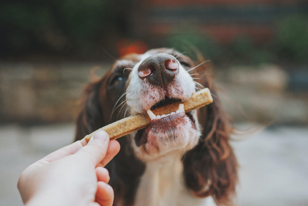 Balancing Dog Treats: Finding the Right Quantity for Your Pet's Health