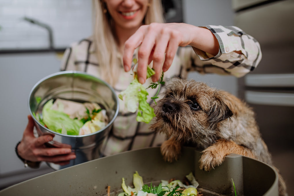 The Ultimate Cheat Sheet to Cooking Homemade Dog Food