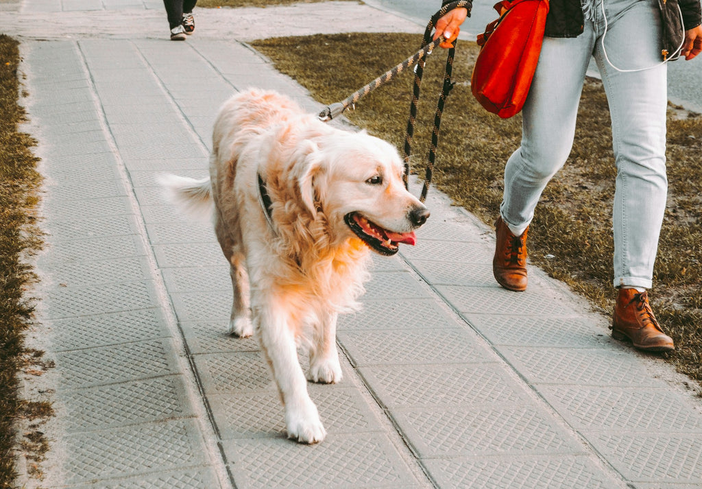 Should You Let Your Dog Follow Their Nose on Walks?